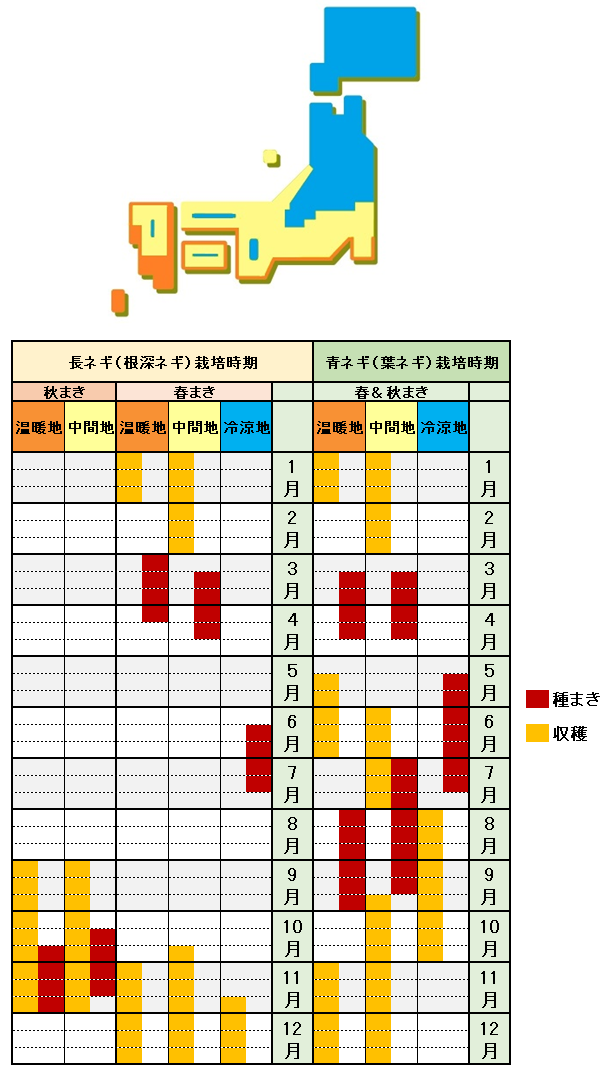 ネギの栽培方法 育て方 育苗から収穫まで肥料切れに注意 ネギ坊主の種の取り方 美味しい食べ方も あぐりみち