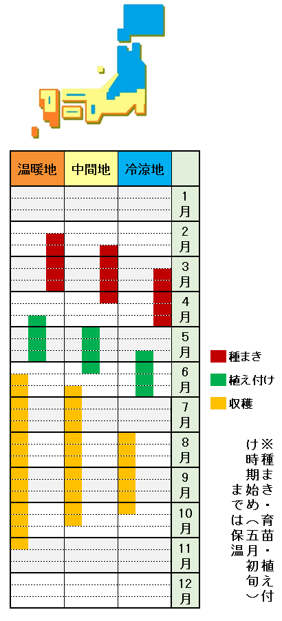 ピーマンの栽培方法 育て方 小学生も簡単 整枝 剪定のコツ あぐりみち