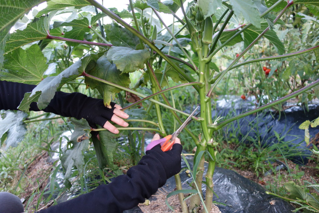 オクラの栽培方法 育て方 栽培時期は早まき禁物 密植栽培から切り戻し方法まで あぐりみち