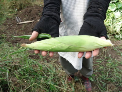 生姜の栽培方法 育て方 植えっぱなし 籾殻で芽出しから肥料のやり方まで あぐりみち