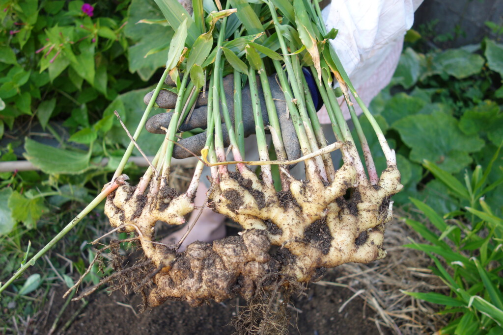 生姜の栽培方法 育て方 植えっぱなし 籾殻で芽出しから肥料のやり方まで あぐりみち