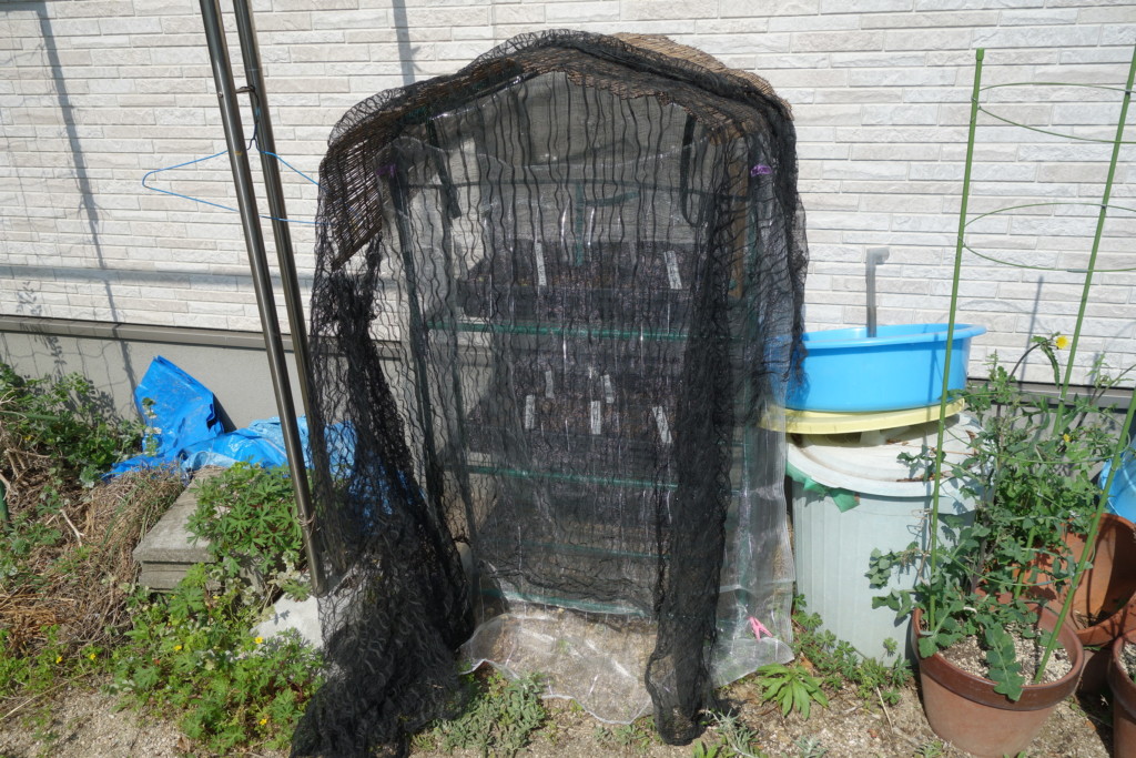 ミニハウスで保温育苗している