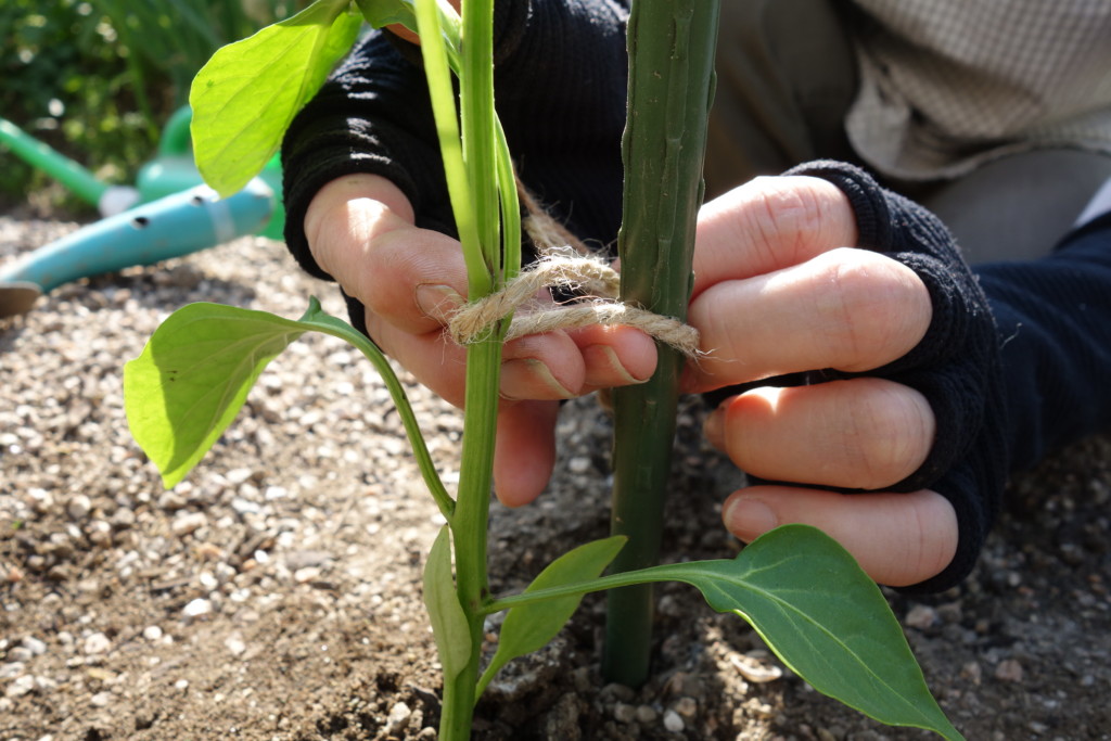 ピーマンの栽培方法 育て方 小学生も簡単 整枝 剪定のコツ あぐりみち