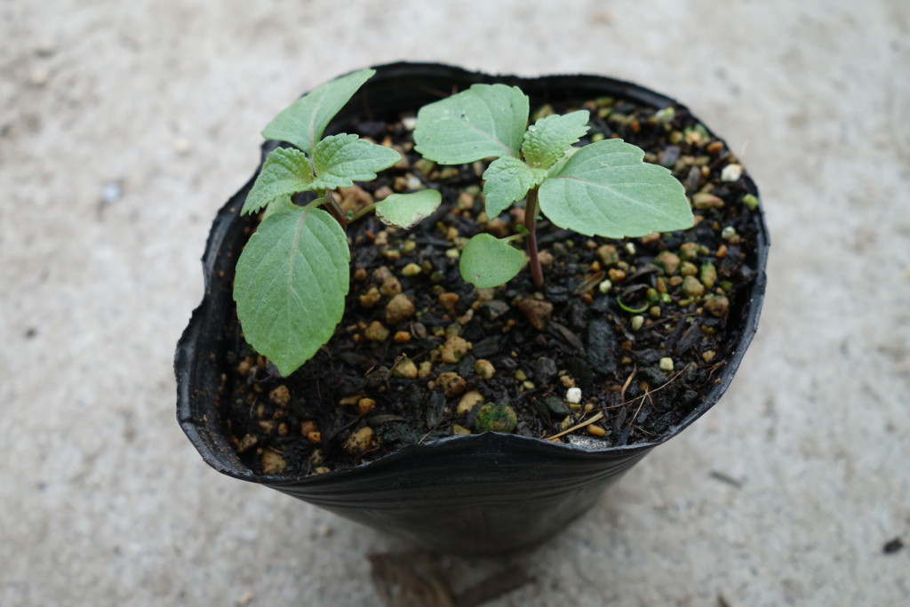 大葉 紫蘇 シソ の栽培方法 育て方 苗から害虫なしで収穫 あぐりみち