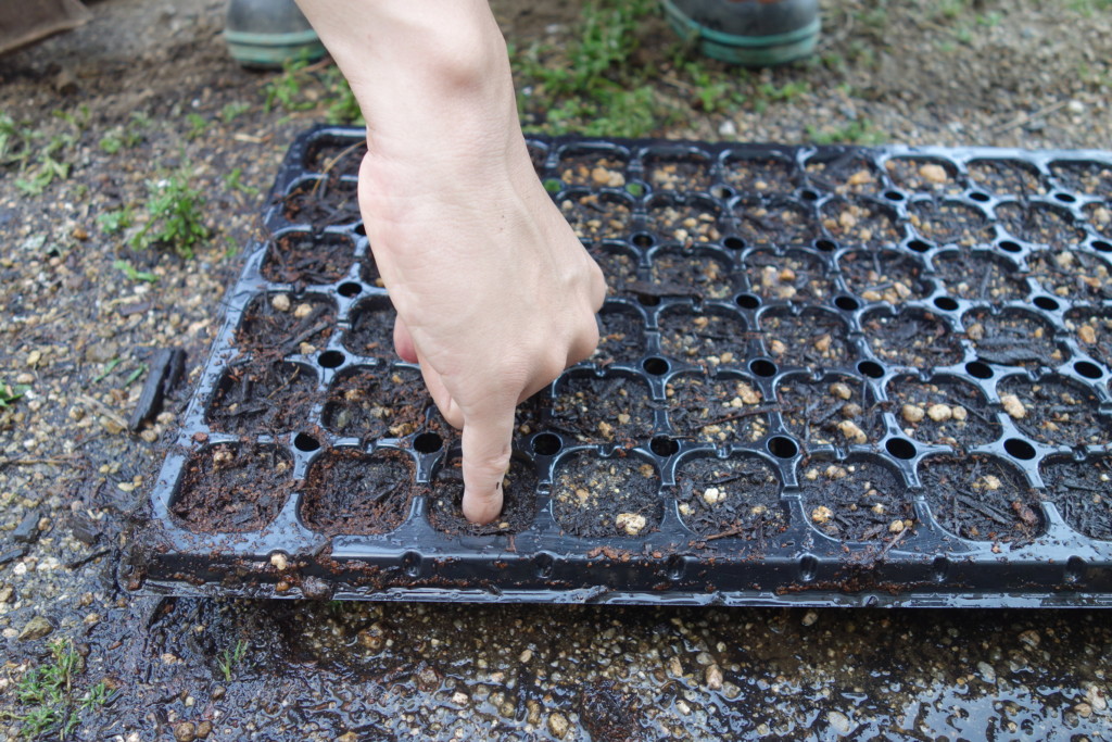 とうもろこしの種まきでセルトレイに植穴をあけている様子