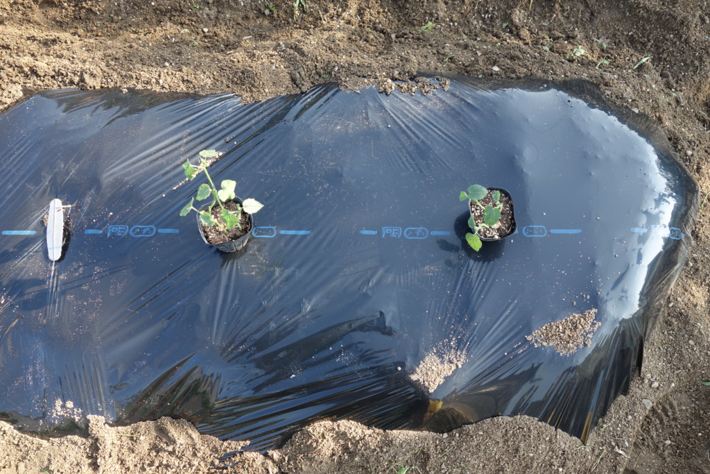 オクラの栽培方法 育て方 栽培時期は早まき禁物 密植栽培から切り戻し方法まで あぐりみち