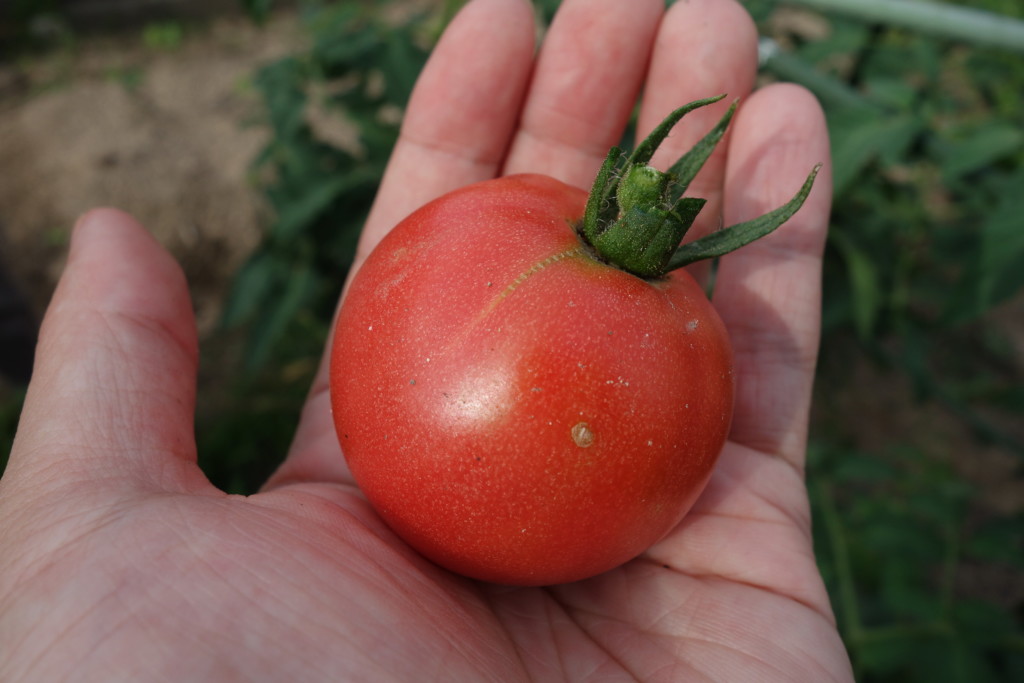 トマトを収穫して手の平のせた様子