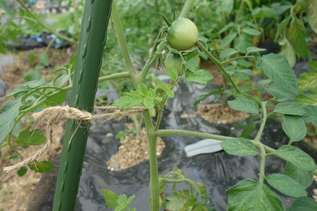トマト ミニトマトの栽培方法 育て方 わき芽かきもマスター あぐりみち