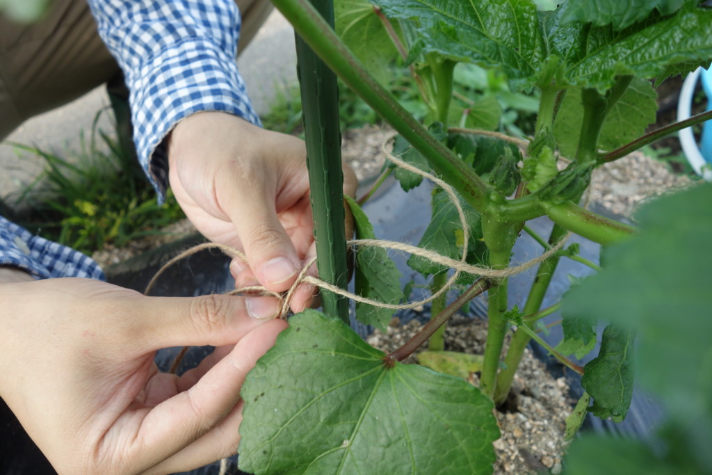 オクラの栽培方法 育て方 栽培時期は早まき禁物 密植栽培から切り戻し方法まで あぐりみち