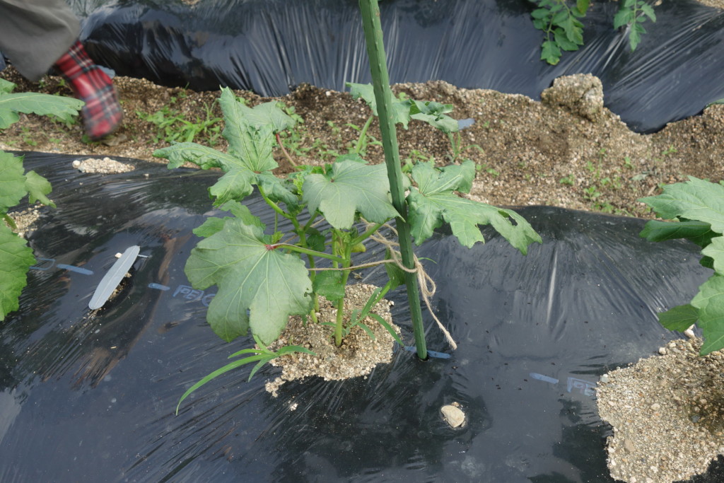 オクラの栽培方法 育て方 栽培時期は早まき禁物 密植栽培から切り戻し方法まで あぐりみち