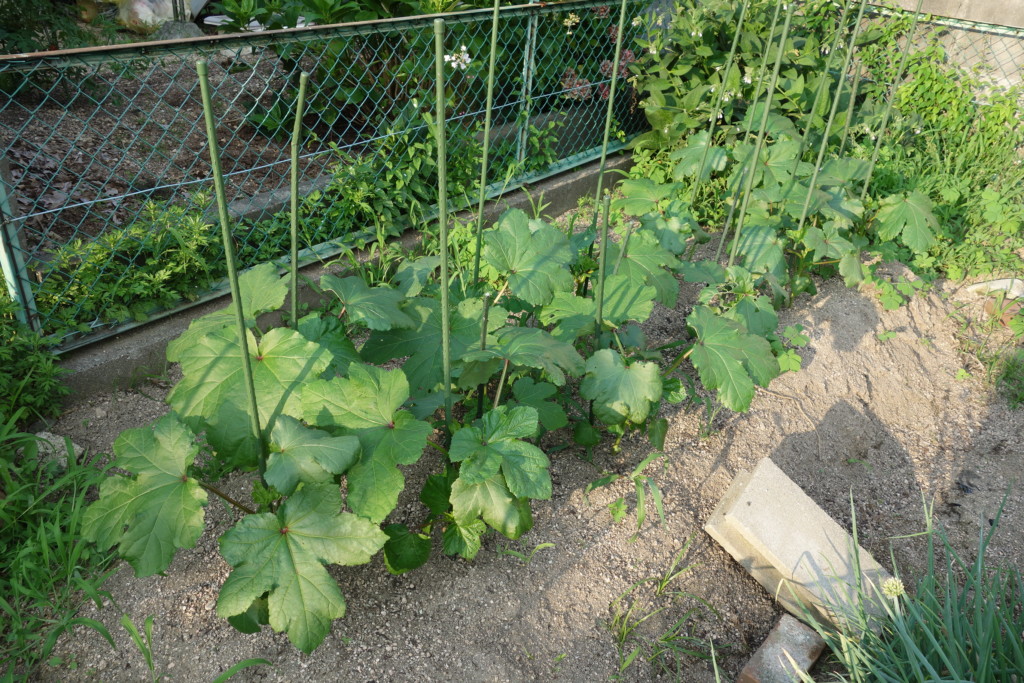 オクラの栽培方法 育て方 栽培時期は早まき禁物 密植栽培から切り戻し方法まで あぐりみち