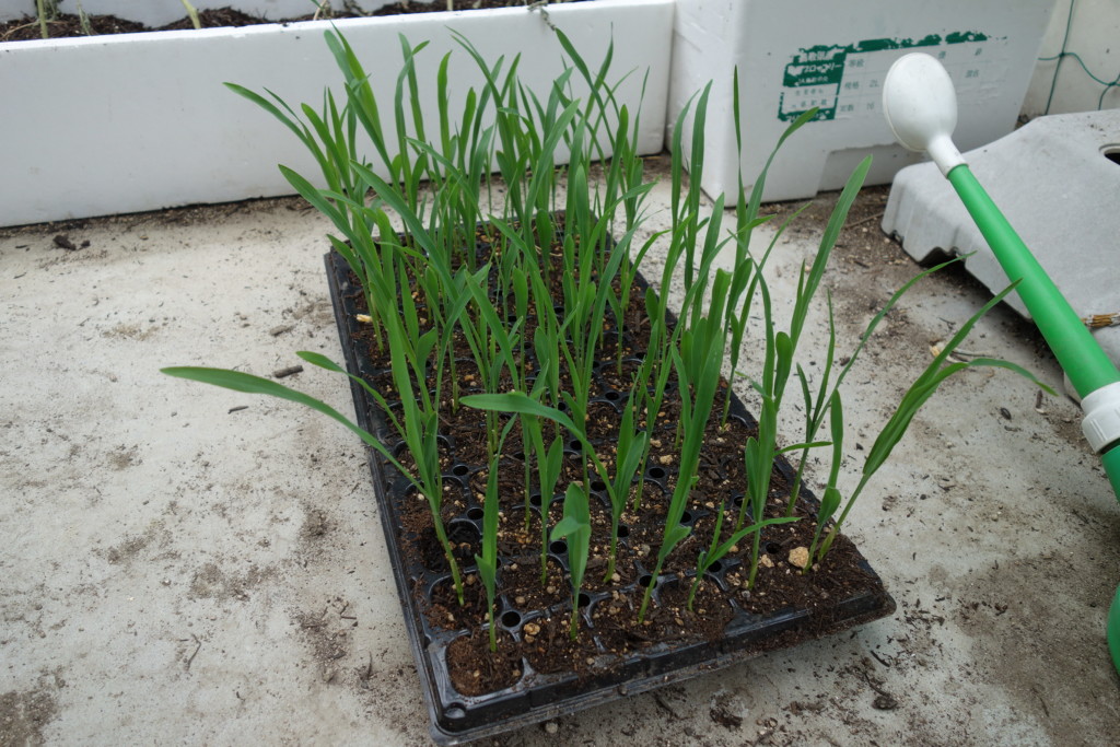 とうもろこし苗が本葉2〜3枚になって植え付けれる状態