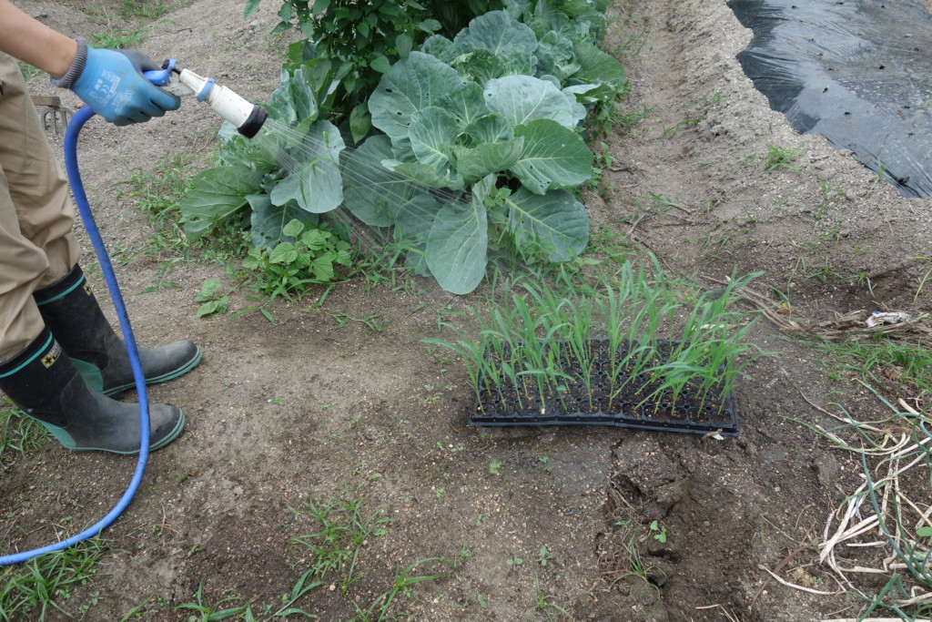 植え付け前にセルトレイ苗に水やりしている様子