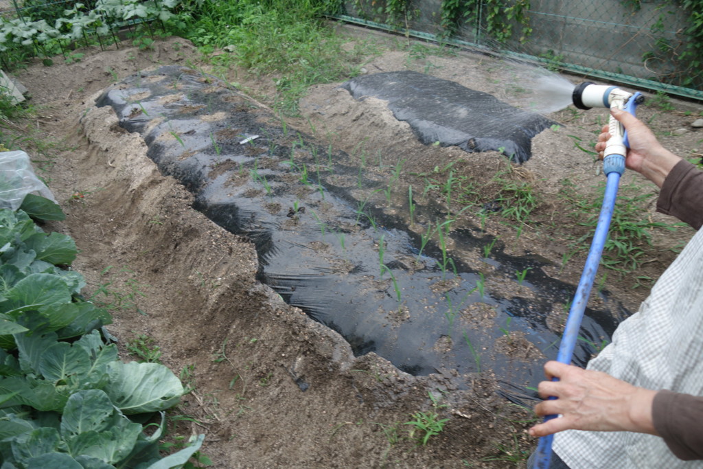 植え付けの最後にたっぷり水やりしている様子