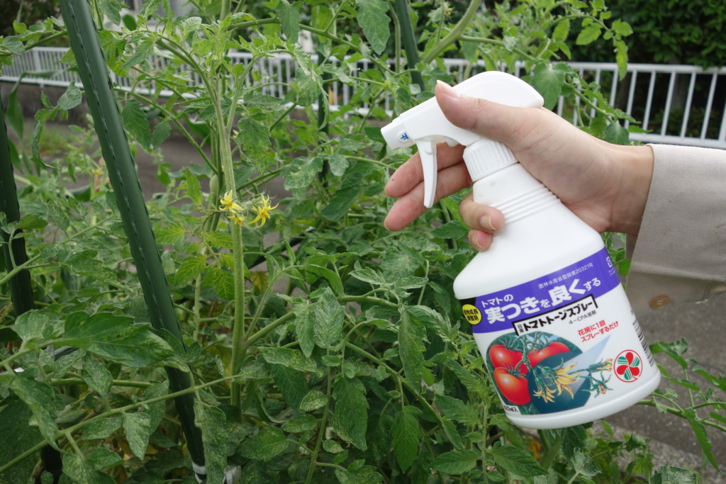 トマトの花にトマトトーン(ホルモン剤)をかけている様子