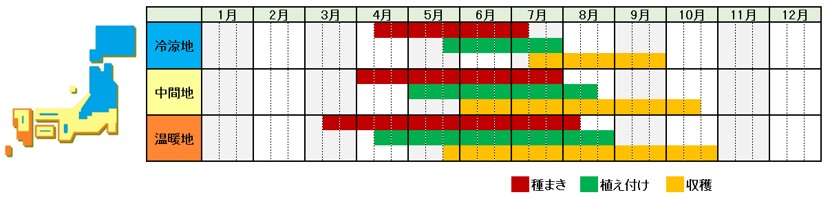 きゅうり栽培時期横