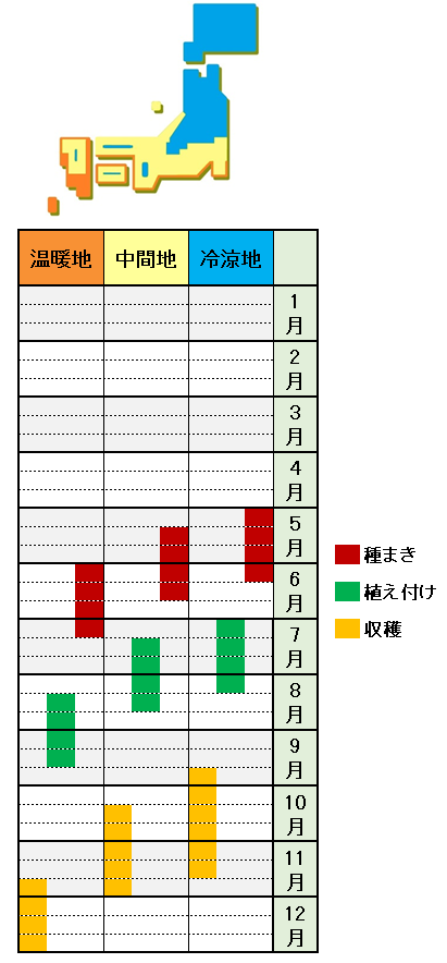 セロリの栽培方法 育て方 種まきから収穫まで プランター栽培も あぐりみち