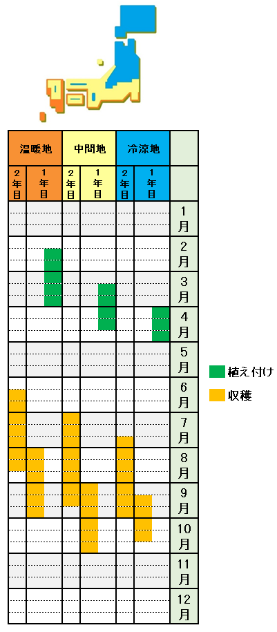 ミョウガの栽培方法 育て方 発芽しない 冬はどうする 基本の栽培技術で解決 あぐりみち