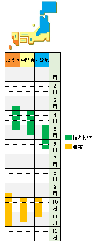 里芋の栽培方法 育て方 連作は失敗の元 芽出し 芽かきでしっかり収穫 あぐりみち