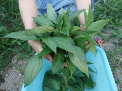 里芋の栽培方法 育て方 連作は失敗の元 芽出し 芽かきでしっかり収穫 あぐりみち