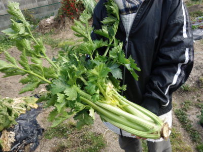 大葉 紫蘇 シソ の栽培方法 育て方 苗から害虫なしで収穫 あぐりみち 大葉 紫蘇 シソ の栽培方法 育て方 苗から害虫なしで収穫 あぐりみち
