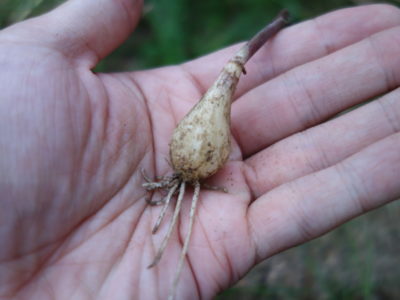 生姜の栽培方法 育て方 植えっぱなし 籾殻で芽出しから肥料のやり方まで あぐりみち