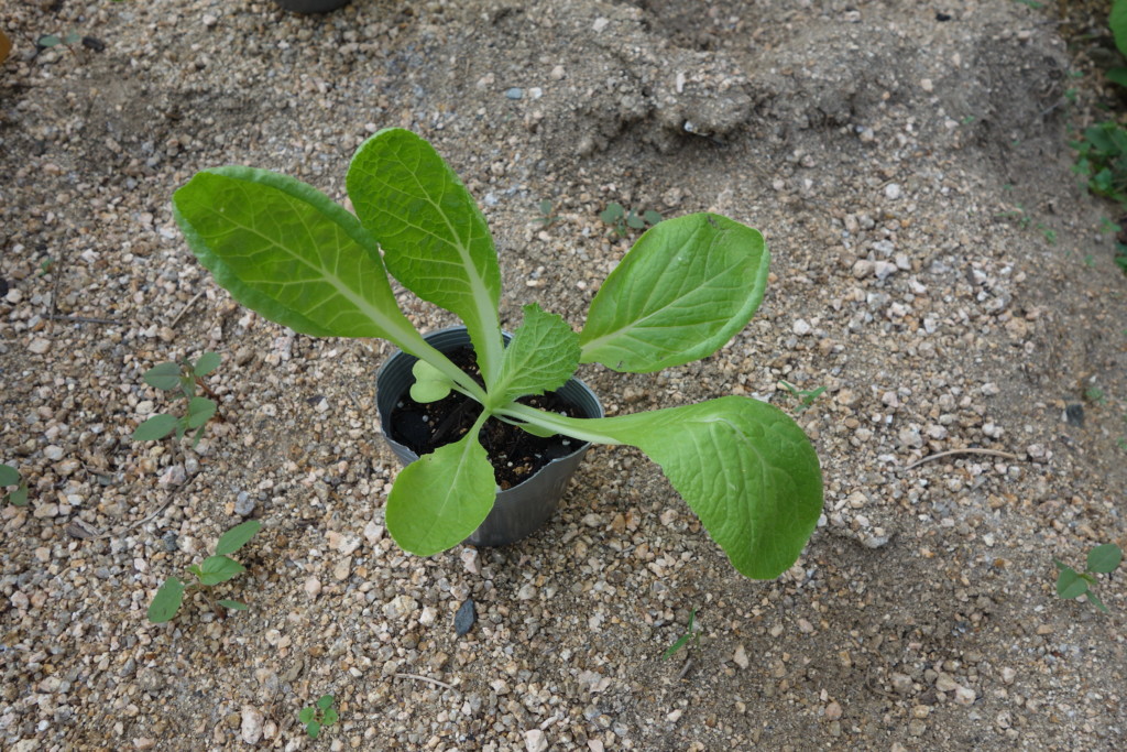 白菜が植え付け適期の本葉5~6枚になったころ
