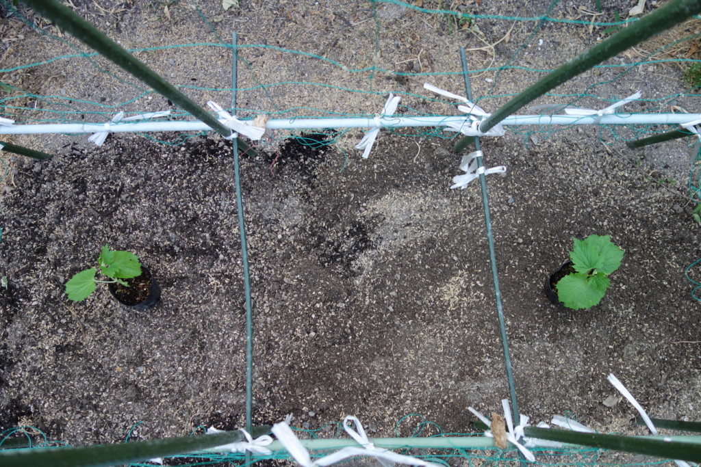 ゴーヤの植え付け前に株間を1m空けているところ