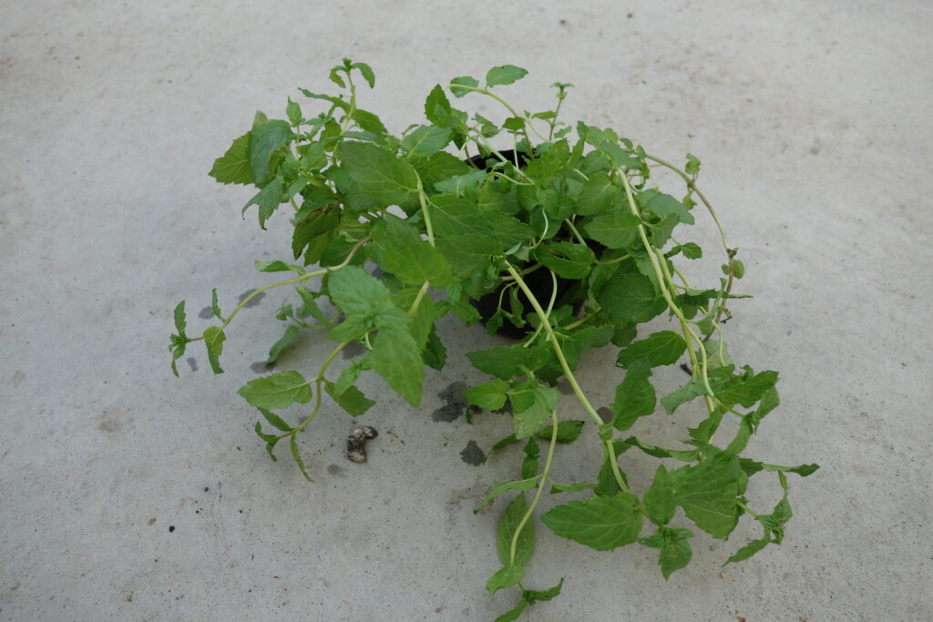 ミントの栽培方法 育て方 直植えは危険 キットで室内が初心者向け あぐりみち