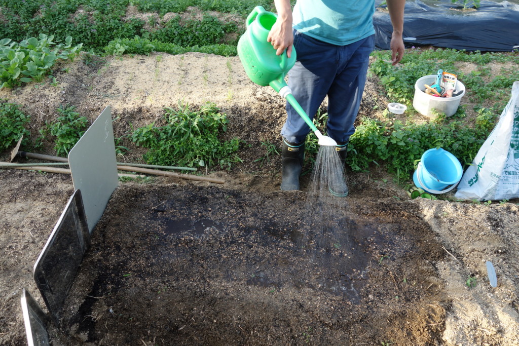 オカヒジキの栽培 育て方 プランター栽培 水耕栽培も出来る あぐりみち
