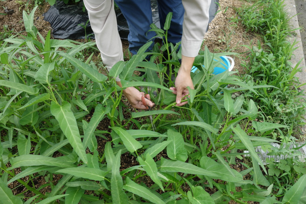 空芯菜 エンサイ ヨウサイ の栽培方法 育て方 挿し木で増殖も あぐりみち