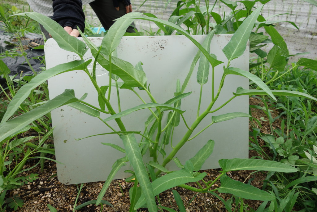 空芯菜 エンサイ ヨウサイ の栽培方法 育て方 挿し木で増殖も あぐりみち