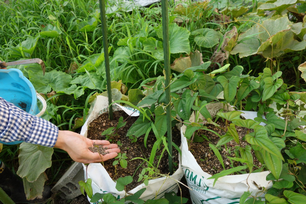 長芋 の 栽培 方法