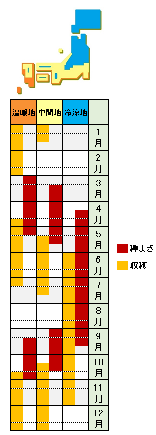 カブの栽培方法 育て方 聖護院かぶ 赤かぶを甘 くつくれる あぐりみち