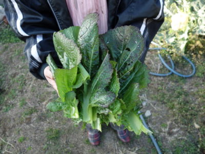 野菜の育て方 あぐりみち