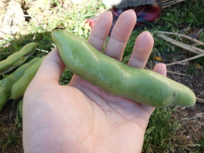 野菜の育て方 閉鎖します