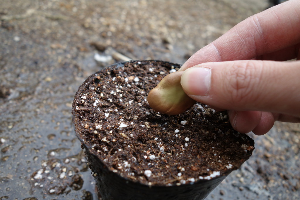 そら豆の栽培方法 育て方 摘心でアブラムシ対策 病気知らず あぐりみち