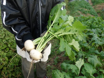 野菜の育て方 あぐりみち