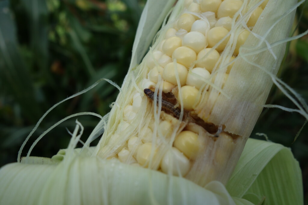 アワノメイガ 幼虫 被害の対策 農薬防除でトウモロコシ栽培しよう あぐりみち