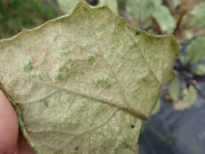 ハダニ被害の対策 どこからくる 水攻めから農薬殺虫剤による駆除方法まで あぐりみち