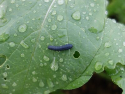 ネキリムシ カブラヤガ 被害の対策 幼虫 成虫の生態 農薬による駆除まで あぐりみち