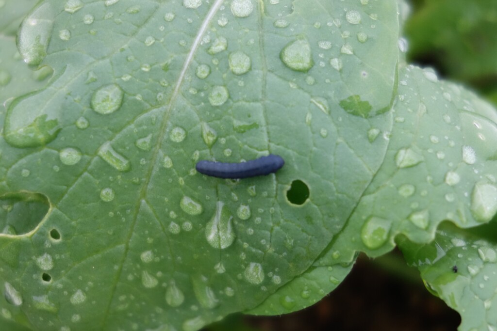 カブラハバチ幼虫 黒い芋虫 の駆除対策 生態 効く農薬について あぐりみち