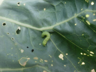 ネキリムシ カブラヤガ 被害の対策 幼虫 成虫の生態 農薬による駆除まで あぐりみち