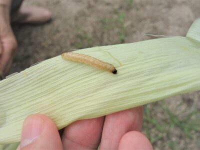 カブラハバチ幼虫 黒い芋虫 の駆除対策 生態 効く農薬について あぐりみち