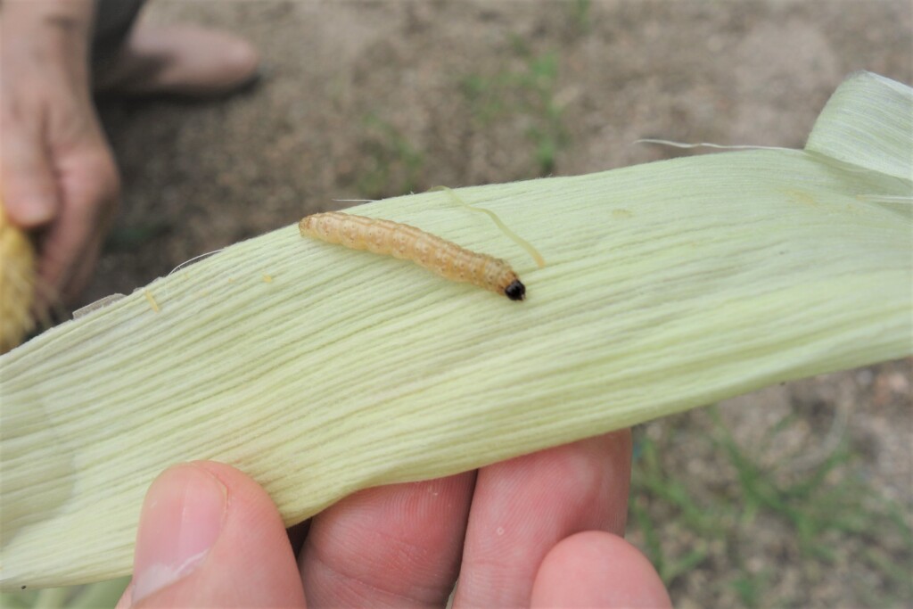 アワノメイガ 幼虫 被害の対策 農薬防除でトウモロコシ栽培しよう あぐりみち