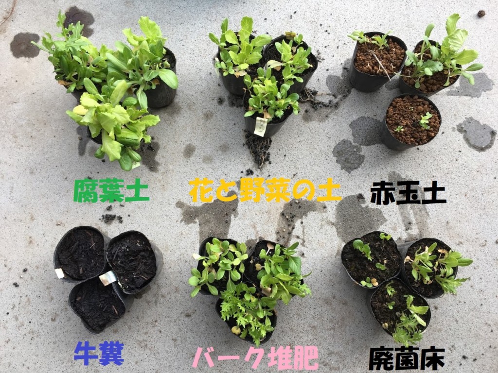 ベビーリーフ6種類の葉で栽培比較結果