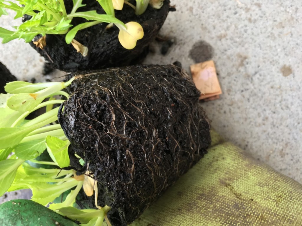 バーク堆肥で育てたベビーリーフの根