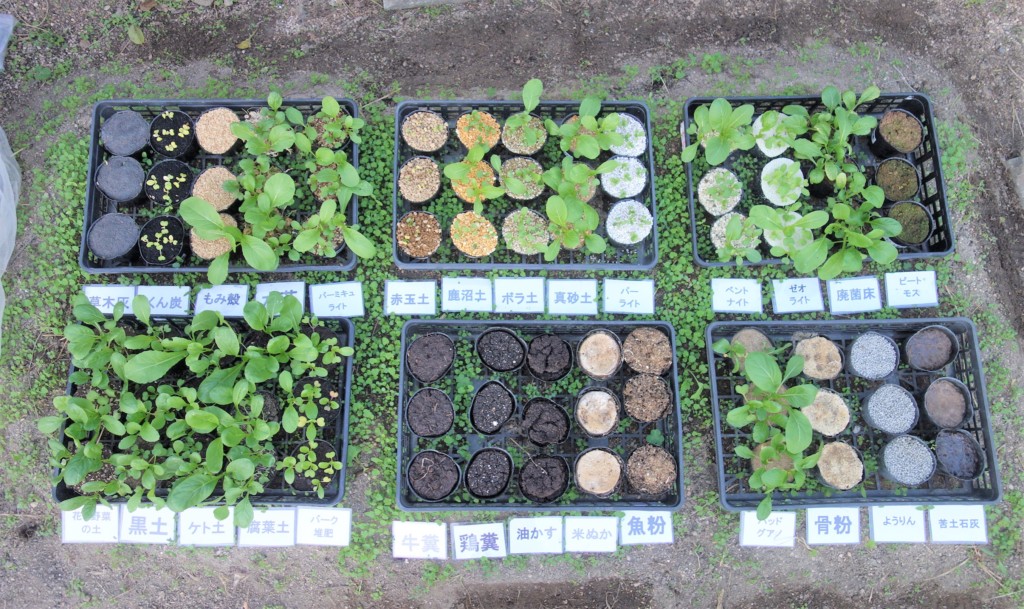 小松菜28種類の土で栽培比較