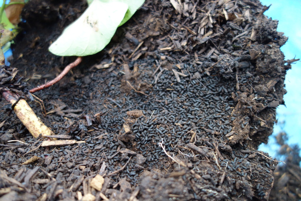 牛糞堆肥中のコガネムシの糞