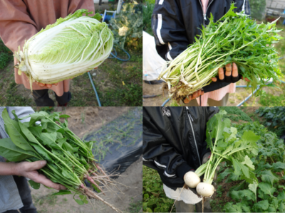 家庭菜園 野菜の育て方 初心者 土 病害虫 ガーデニング